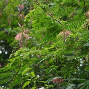 Calliandra calothyrsus - Feuillage à fines folioles du Red Calliandra