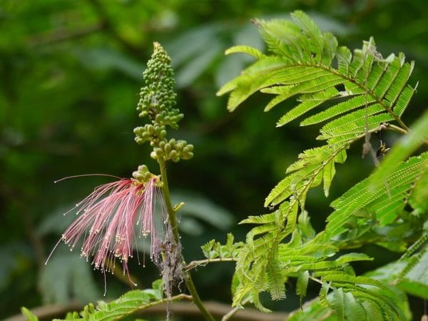 Calliandra calothyrsus - Longues étamines des fleurs de Red calliandra