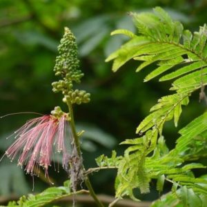 Calliandra calothyrsus - Longues étamines des fleurs de Red calliandra