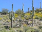 Graines de Carnegiea gigantea, graines de Saguaro