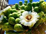 Graines de Carnegiea gigantea, graines de Saguaro