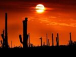 Graines de Carnegiea gigantea, graines de soleil