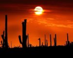 Carnegiea gigantea - Vue générale au coucher de soleil