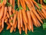 Graines de Daucus carota subsp. sativus, graines de Carotte nantaise 5