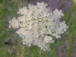 Graines de Daucus carota subsp. sativus, graines de Carotte nantaise 5