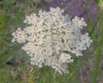 Carotte nantaise - Fleurs blanches en ombelle