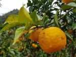 Citrus junos - Fruit et feuilles lancéolées de Yuzu
