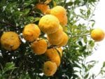 Graines de Citrus junos, Graines de Yuzu, semences yuzu