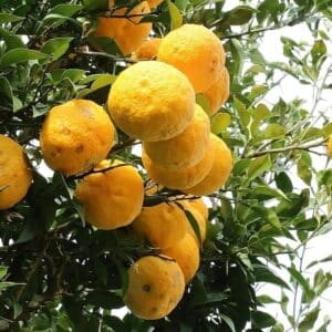 Graines de Citrus junos, Graines de Yuzu, semences yuzu