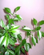 Citrus junos - Plants de 4 ans de Yuzu