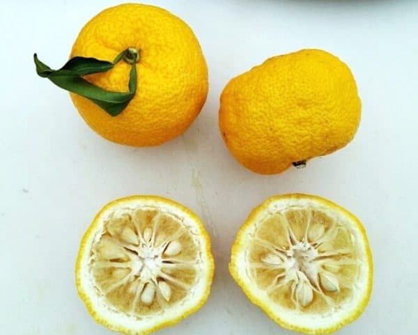 Citrus junos - Pulpe jaune et pépins de Yuzu
