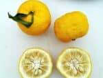 Citrus junos - Pulpe jaune et pépins de Yuzu