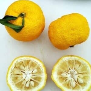 Citrus junos - Pulpe jaune et pépins de Yuzu