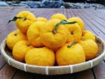 Citrus junos - Yuzu mûrs