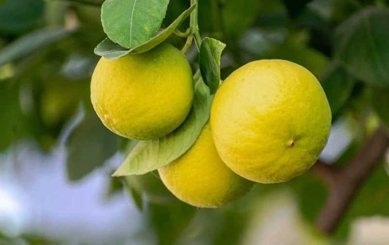 Citrus x Tangelo - Fruits jaune pâle de Wekiwa