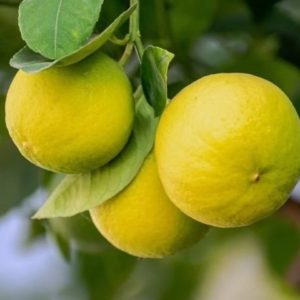 Citrus x Tangelo - Fruits jaune pâle de Wekiwa