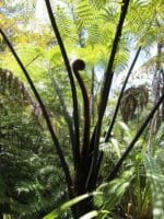 Cyathea medullaris - Fronde de Black tree fern