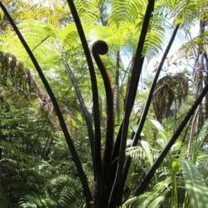 Cyathea medullaris - Fronde de Black tree fern