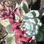 Dudleya brittonii 'Mision', Bractées lancéolées rouges de Giant chalk dudleya, graines de Dudleya brittonii 'Mision', graines de Giant chalk dudleya