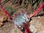 Dudleya brittonii 'Mision' - Hampe florale rouge