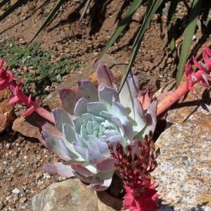 Dudleya brittonii 'Mision' - Hampe florale rouge