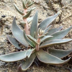 Dudleya lanceolata - Sur affleurement rocheux
