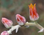 Dudleya lanceolata - Fleurs pruineuses