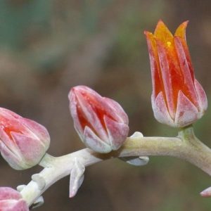 Dudleya lanceolata - Fleurs pruineuses