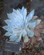 Dudleya pulverulenta - Rosette de feuilles pruineuses