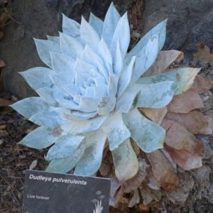 Dudleya pulverulenta - Rosette de feuilles pruineuses