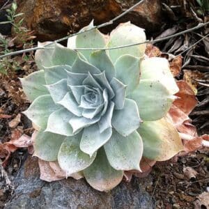 Dudleya pulverulenta - Rosette de feuilles pruineuses