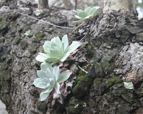 Dudleya pulverulenta - Sur un tronc de Platanus racemosa