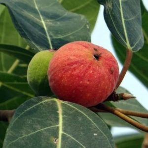 Ficus habrophylla - Fruits rouges de Pommier à roussettes