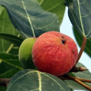 Ficus habrophylla - Fruits rouges de Pommier à roussettes