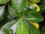 Gardenia taitensis - Feuilles vert luisant de Fleur de Tahiti