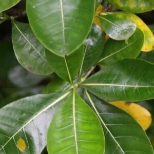 Gardenia taitensis - Feuilles vert luisant de Fleur de Tahiti
