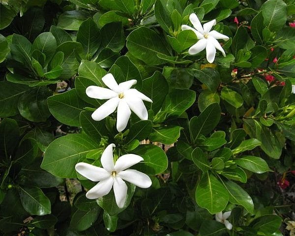 Gardenia taitensis - Fleurs blanches