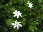 Gardenia taitensis - Fleurs blanches