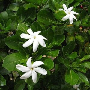 Gardenia taitensis - Fleurs blanches