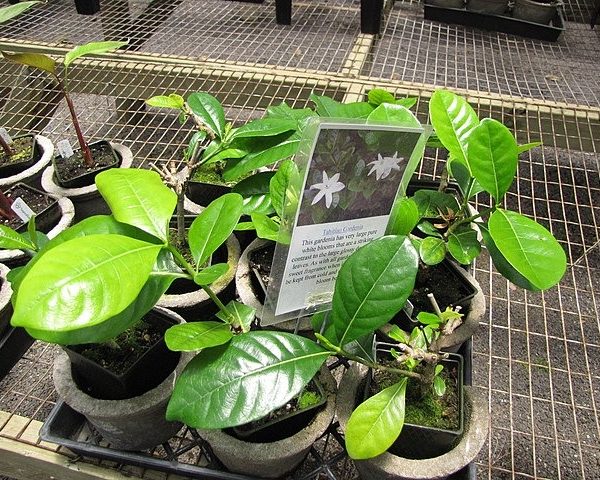 Gardenia taitensis - Tiaré de Tahiti en pot