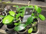 Gardenia taitensis - Tiaré de Tahiti en pot