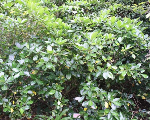 Gardenia taitensis - Vue générale de Tiaré de Tahiti