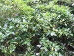 Gardenia taitensis - Vue générale de Tiaré de Tahiti