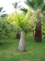 Hyophorbe lagenicaulis - Tronc enflé de palmier bonbonne