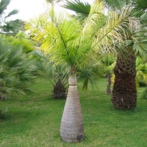 Hyophorbe lagenicaulis - Tronc enflé de palmier bonbonne