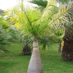 Hyophorbe lagenicaulis, Tronc enflé de palmier bouteille, graines de Hyophorbe lagenicaulis, graines de palmier bouteille