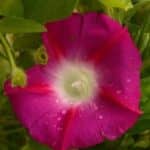 Ipomoea tricolor 'Scarlett O'Hara - Fleurs en trompette