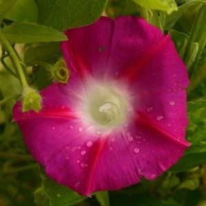 Ipomoea tricolor 'Scarlett O'Hara - Fleurs en trompette