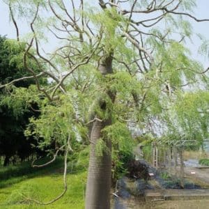 Moringa drouhardii - Tronc pachycaule d'Ananambo