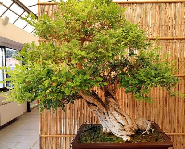 Murraya paniculata - Bois jasmin en bonsaï